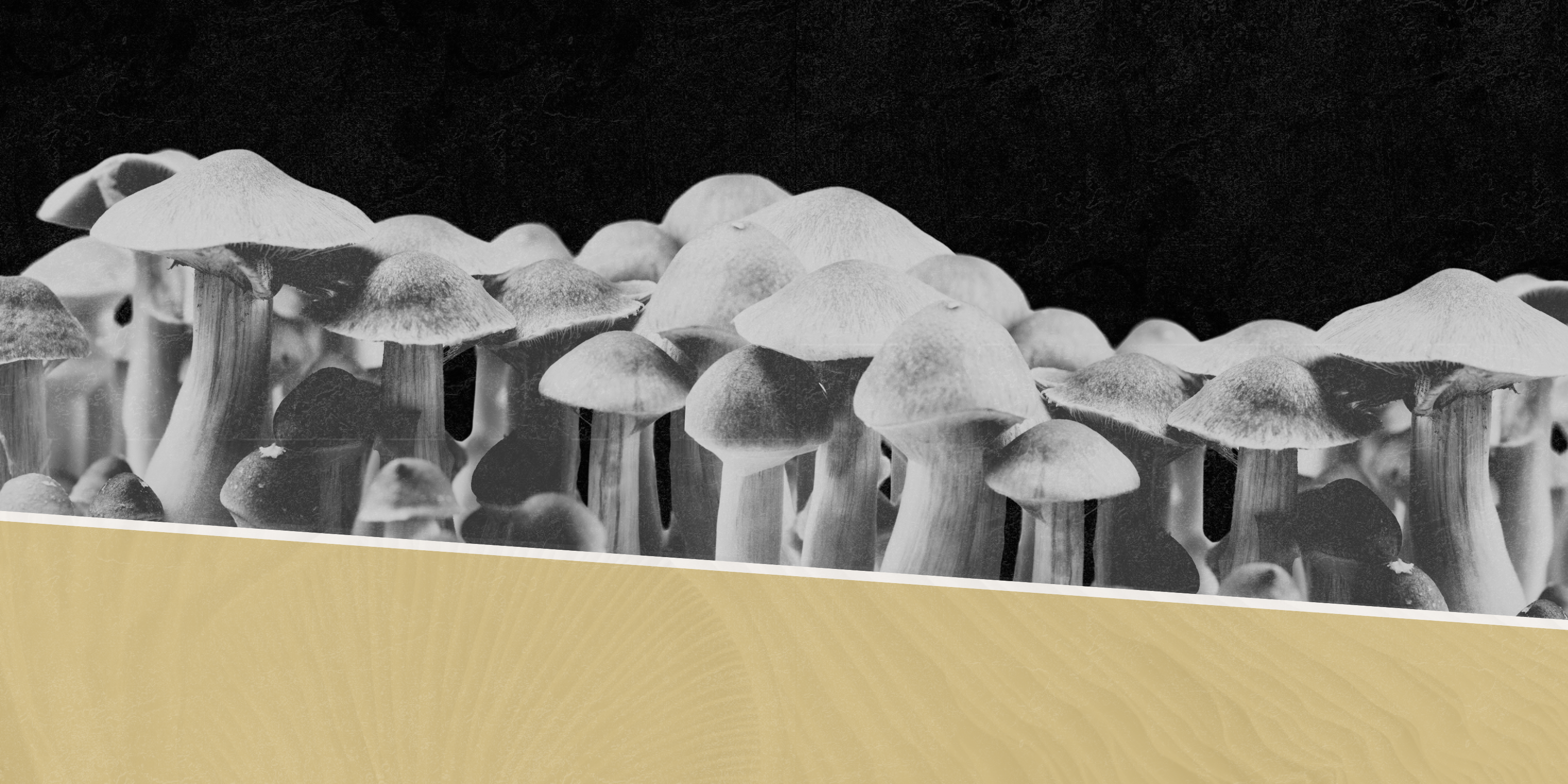 More Americans Are Using Psilocybin—Especially Those with Mental Health Conditions, Study Shows
