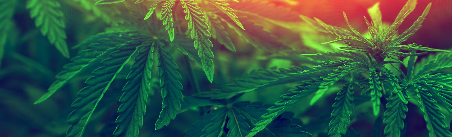 marijuana leaves