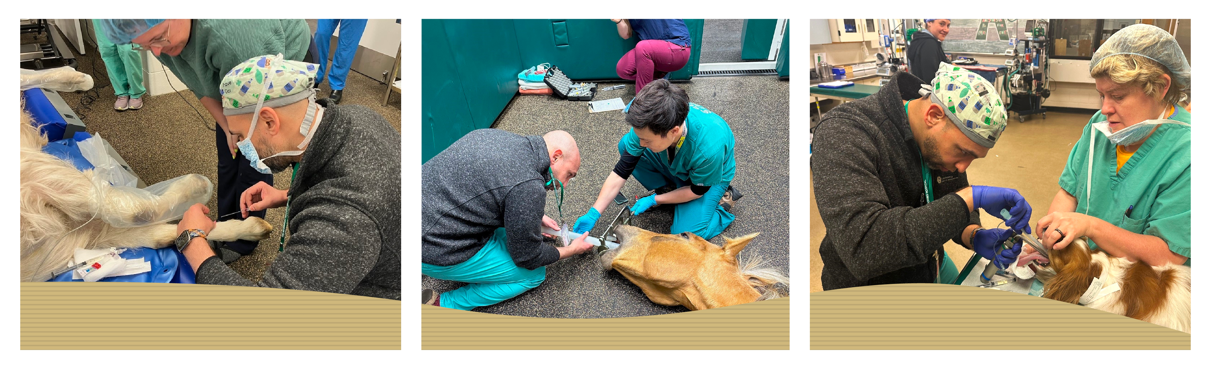 A line of three photos of medical resident working on a goat, a horse and a dog