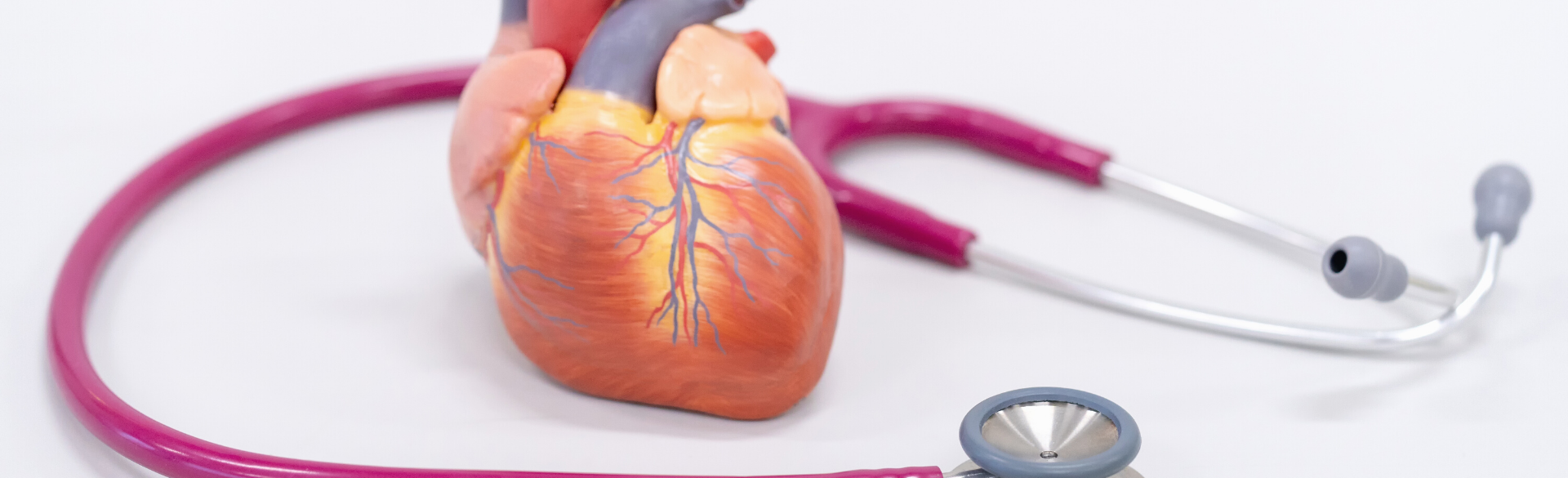The CU researchers recently discovered a new role for HDAC6 in the regulation of myofibrils, the contractile units of the heart.